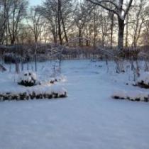 Vinter i trädgården Vildrosor &amp; Höns